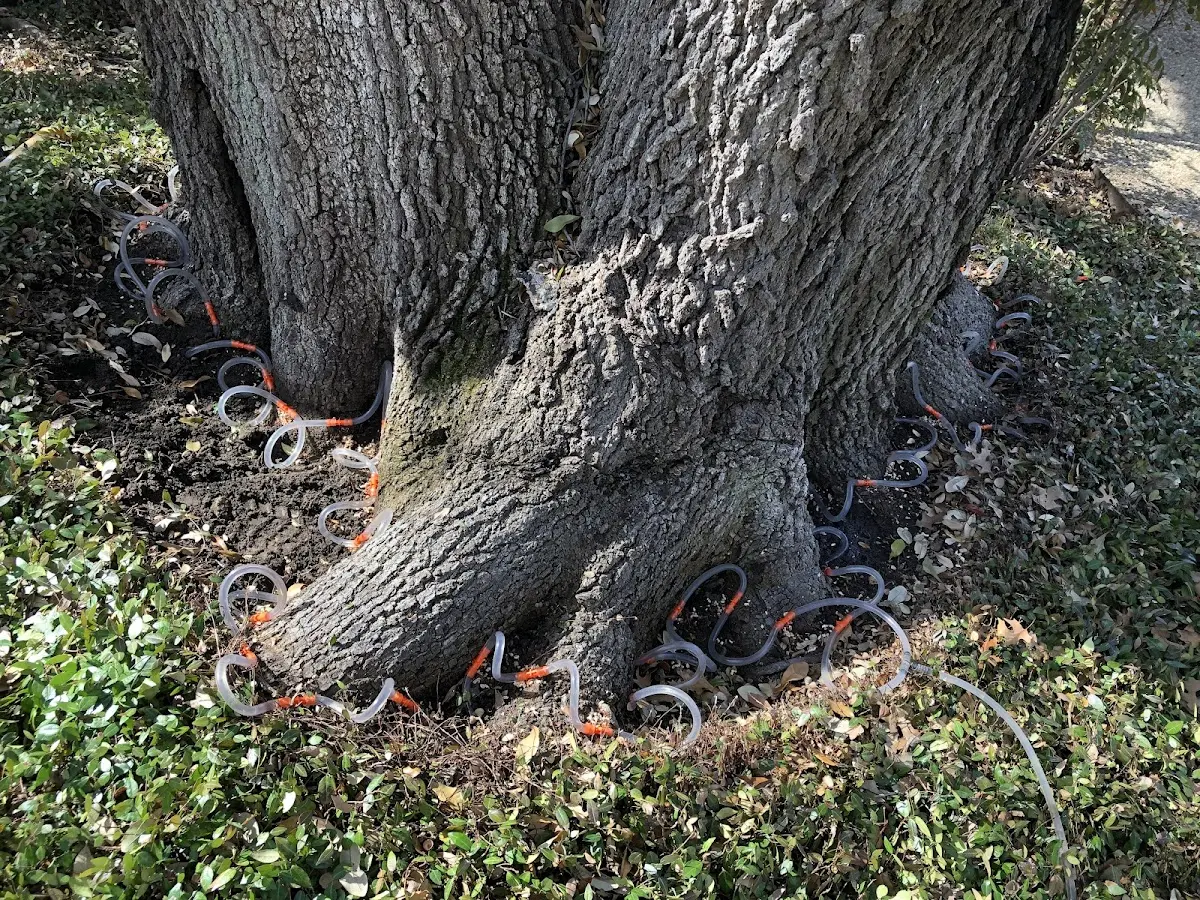 Detailed Tree Cabling and Bracing job site in Patten