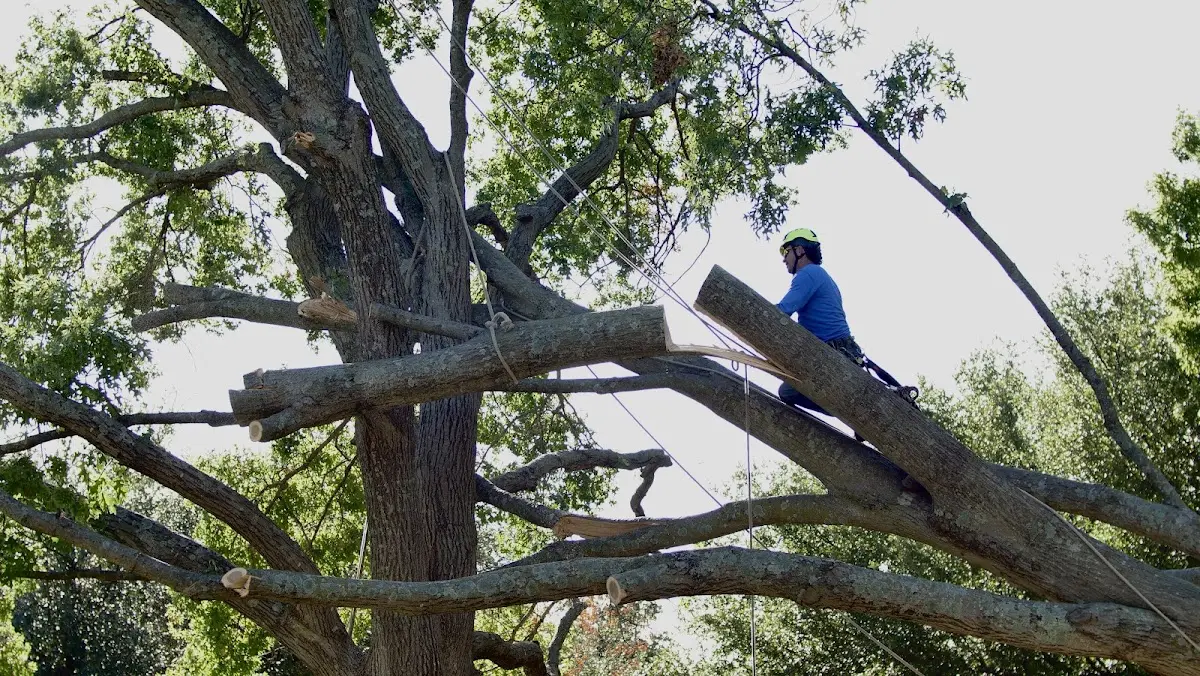 Professional Crown Thinning performed by certified arborists in Patten